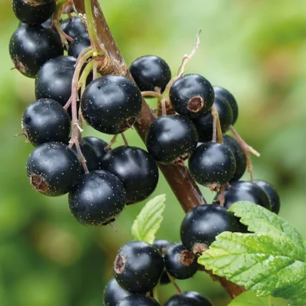 Coacaz negru