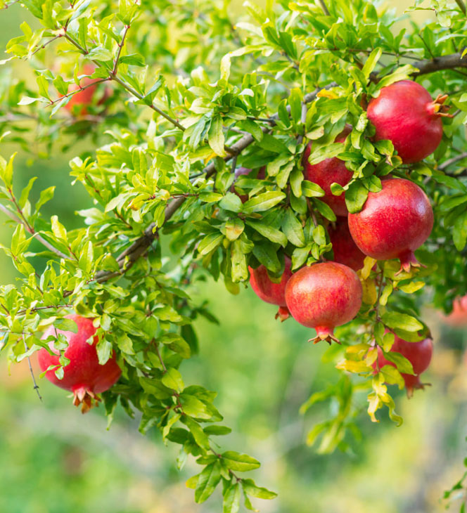 pomi fructiferi